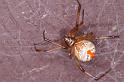 Latrodectus_hasselti_D3401_Z_85_E. of Nuendah homestead_Australie
